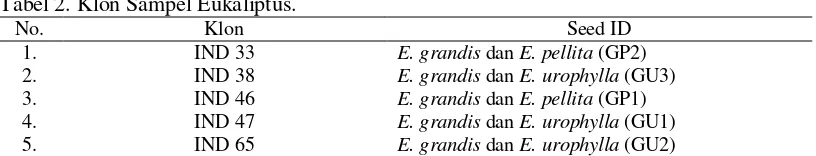 Tabel 2. Klon Sampel Eukaliptus. 