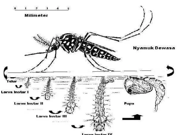 Gambar 6. Daur Hidup Ae.aegypti(sumber : Sigit dkk, 2006)