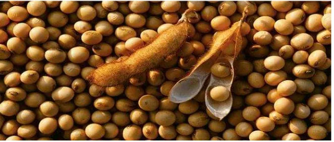 Gambar 3 kacang kedelai(Sumber: Mayo C, 2008)