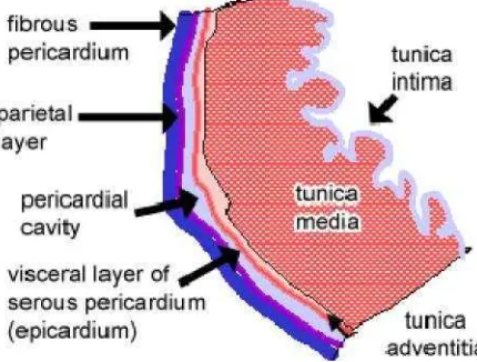 Gambar 5.  Histologi normal otot jantung Manusia (Anonim, 2009)