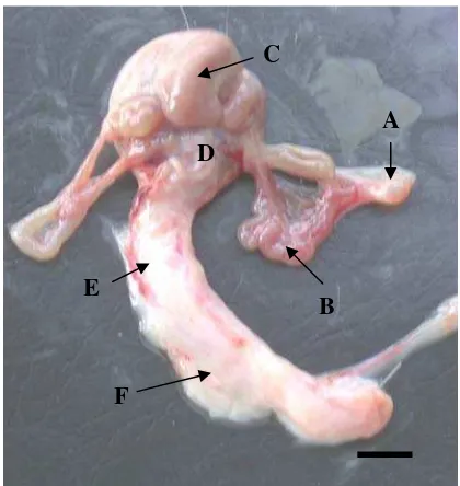 Gambar 5  Organ reproduksi kancil betina setelah dikeluarkan dari rongga tubuh. (A) Ovarium, (B) Tuba Fallopii, (C) Kornua uteri, (D) Korpus uteri, (E) Serviks, (F) Vagina