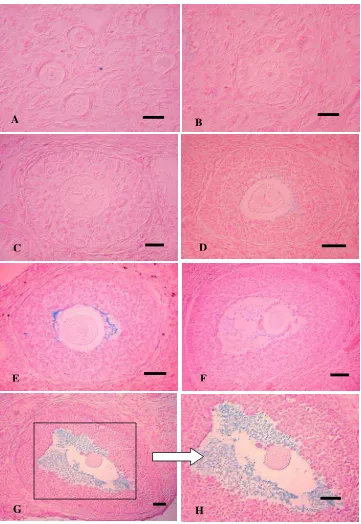 Gambar 19 Distribusi karbohidrat asam pada struktur folikel ovarium kancil. Reaksi positif (warna biru) mulai terdeteksi pada folikel tipe 7 (D) yaitu pada oosit, matriks ekstraseluler, dan zona pelusida