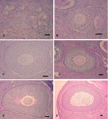 Gambar 20 Distribusi karbohidrat netral pada struktur folikel ovarium kancil. Reaksi positif (merah magenta) mulai terlihat pada folikel tipe 5 (B) yaitu pada oosit, matriks ekstraseluler, dan zona pelusida