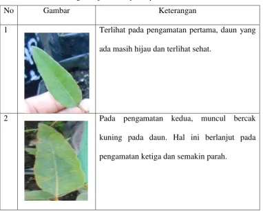 Tabel 4. Perkembangan Gejala Phaeophleospora IND 68 