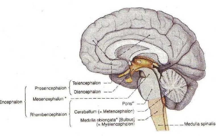 Gambar 5. Otak potongan median (Putz dan Reinhard, 2006).