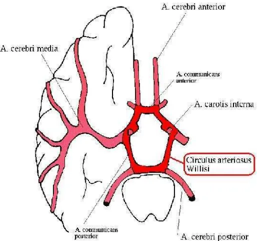 Gambar 6. Circulus arteriosus willisi (www.ims.uni-stuttgart.d)