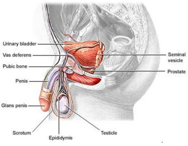 Gambar 3. Anatomi Sistem Reproduksi Pria (Anonim, 2011)