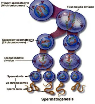 Gambar 5. Spermatogenesis pada Manusia (Eilts, 2004)