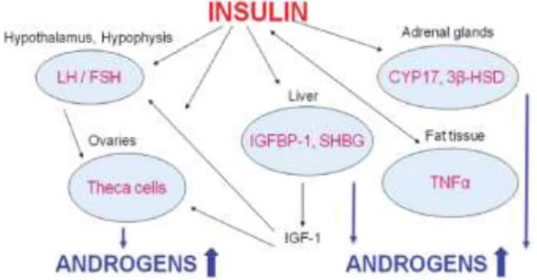 Gambar 2.1. Efek peningkatan insulin terhadap kadar androgen  Sumber : Research Gate 
