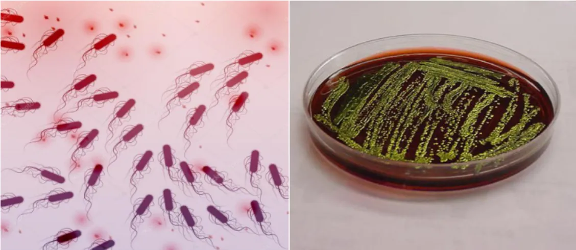 Gambar 2.4 Koloni Escherichia coli 