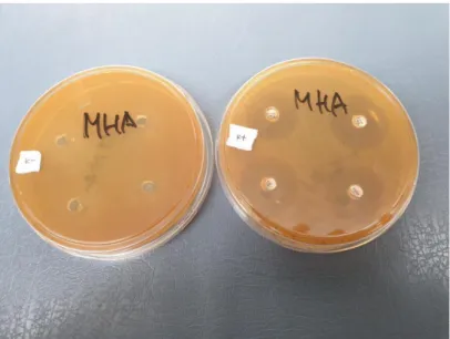 Gambar 4.2 Zona hambat kontrol positif gentamisin dan   kontrol negatif DMSO terhadap pertumbuhan bakteri E.coli 