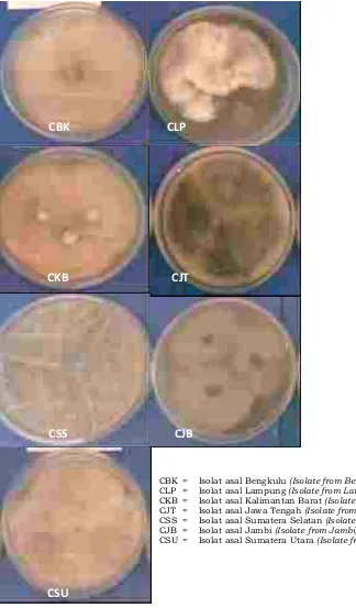 Gambar 1. Morfologi koloni tujuh isolat C. cassiicolaFigure 1. Morphology of colony of seven C
