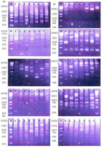 Gambar 3. Amplifikasi PCR yang menghasilkan pola spesifik pada tujuh isolat C. cassiicola dengan 