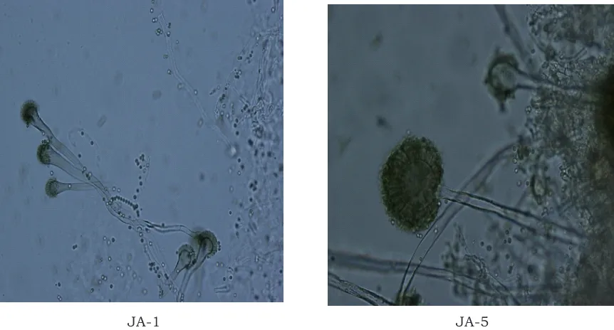 Gambar 3. Morfologi mikroskopis isolat JA-4 (Mucor racemousFigure  Fres)  dan JA-3 (Trichoderma harzianum)3