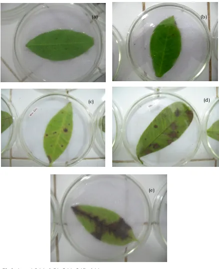 Gambar 3. Skala bercak daun pada uji kelayuan daunFigure    3. Scale of  leaf spot in  withered leaf test