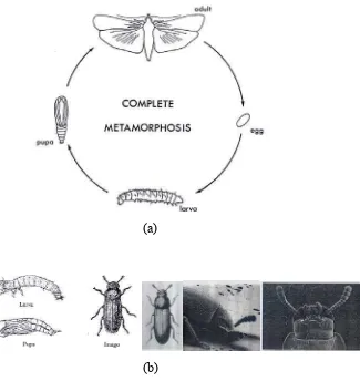 Gambar 1. Siklus hidup metamorfosis sempurna ordo Coleoptera (a) dan   morfologi larva, pupa dan dewasa serangga T