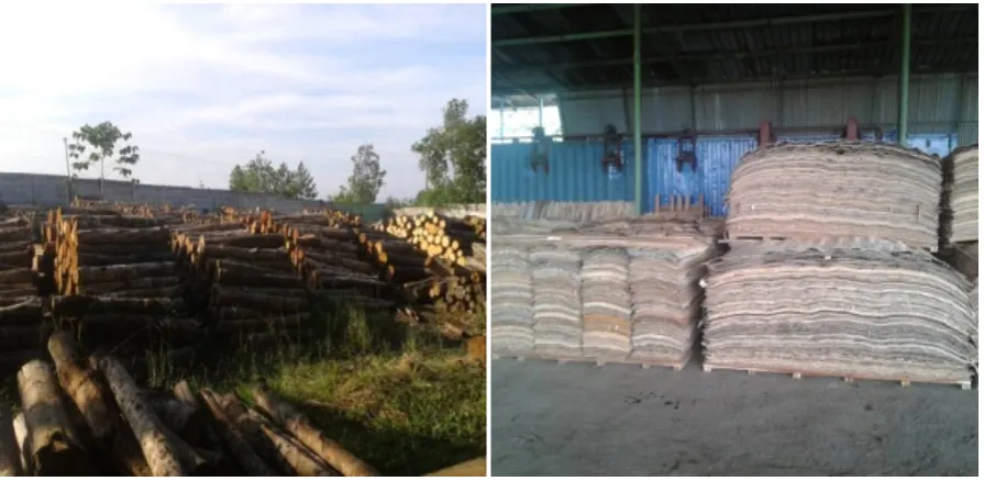 Gambar 1. Bahan baku dan produk veneer yang dihasilkan oleh salah satu pabrik pengolahan kayu karet di Sumatera SelatanFigure 1