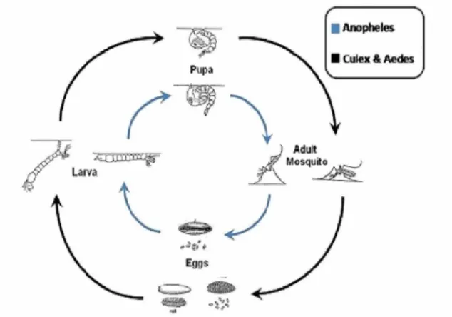 Gambar 2. Siklus hidup Anopheles aconitus dan Aedes aegypti