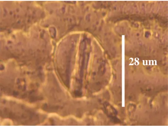 Figure 2. Medium size of  leaf stomata         