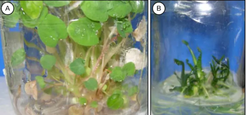Gambar 4. Profil  tanaman pada media penyimpanan. A = tanaman kultur hasil penyimpanan  yang diregenerasikan dalam media MS, B = tanaman dalam media penyimpanan