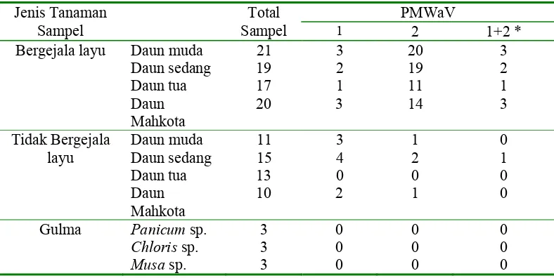 Tabel 3  Deteksi PMWaV pada jaringan daun nanas dan beberapa gulma dan tanaman pisang yang tumbuh disekitar pertanaman nanas di Kabupaten Subang 
