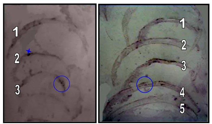 Gambar 3  Tissue blot dari potongan daun nanas. Kiri: daun nanas sehat (1,2), *) reaksi tidak spesifik, daun nanas terinfeksi PMWaV-1 (3)