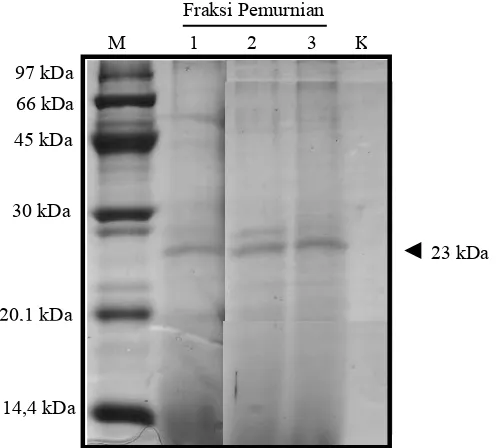 Gambar 4  Hasil separasi protein virus dengan SDS-PAGE. Lajur M, low mixture molecular-weight marker; 1, fraksi 1 pemurnian PMWaV; 2, fraksi 2 pemurnian PMWaV; 3, fraksi 3 pemurnian PMWaV; K, kontrol larutan penyangga