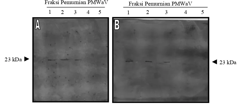 Gambar 5  Analisis Western Blotting terhadap protein selubung PMWaV. Elektroforesis protein yang telah didenaturasi dilakukan pada 10% SDS-PAGE