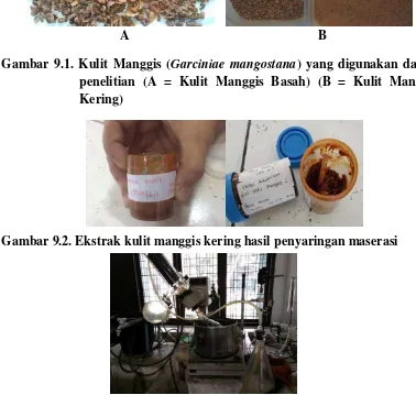 Gambar 9.3. Pemekatan ekstrak kulit manggis dengan rotavapor 