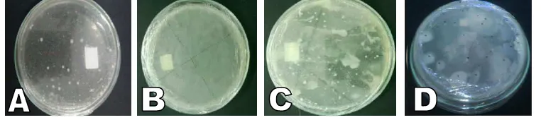 Gambar 12.1. Apel Malang yang dibungkus dengan pembungkus (A = Edible Film), (B = Edible film liquid), (C = plastik biasa) (D = Tanpa pembungkus) 