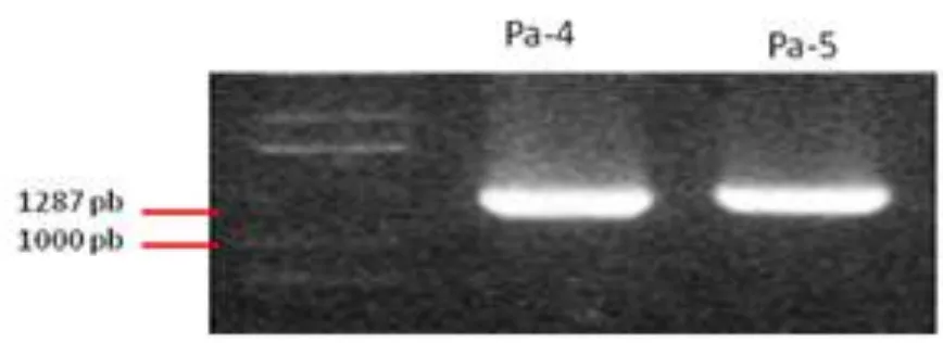 Gambar 2.  PCR koloni bakteri E. coli DH5α hasil transformasi pGEM-T easy yang 