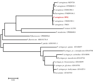 Gambar 4. Pohon filogenetik Pseudomonas Figure 4. Phylogenetic tree of sp berdasarkan urutan gen sitrat sintasePseudomonas sp based on the sequence citrate synthase gene