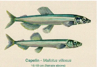 Gambar 2.5 Ikan Sardin 