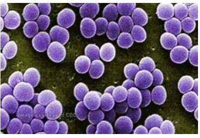 Gambar 2.2 Bakteri Staphylococcus aureus (Nasution M, 2014) 