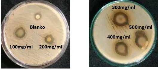 Gambar 4.2. Zona hambat bakteri Salmonella typhi dari ekstrak metanol 