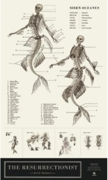 Gambar 3.3 Anatomi duyung (Siren) (Hudspeth, 2013) 
