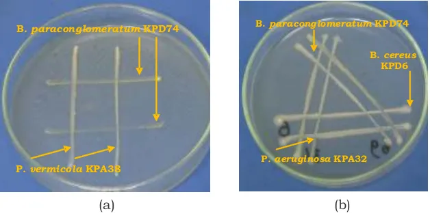 Gambar 1. Pengujian kompatibilitas bakteri endofit pada media NA, (a) pengujian kompatibilitas Brachybacterium paraconglomeratum LPD74 dan Providencia vermicola KPA38, (b) pengujian kompatibilitas Bacillus cereus KPD6, Pseudomonas aeruginosa KPA32, dan Brachybacterium paraconglomeratum LPD74