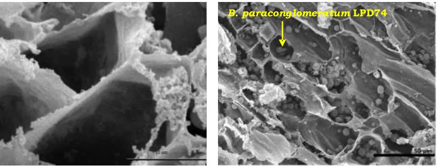Gambar 2. Hasil SEM terhadap Brachybacterium paraconglomeratum LPD74, (a) bakteri endofit pada planlet bibit karet (750x) , (b) planlet tanpa inokulasi bakteri endofit (5,000x)