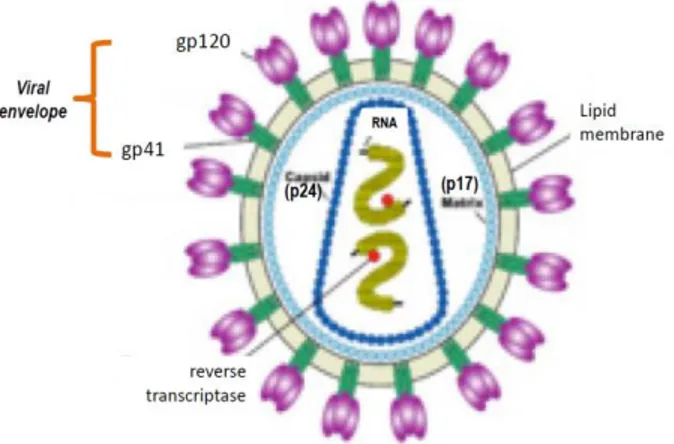 Gambar 1. Struktur virus HIV. 6   