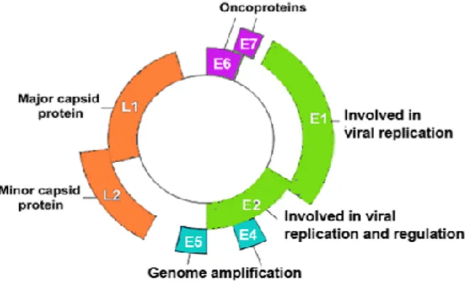 Gambar 2. Struktur protein pada HPV.  Manifestasi Klinis Infeksi HPV 