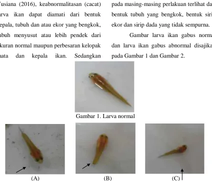 Gambar larva ikan gabus normal 