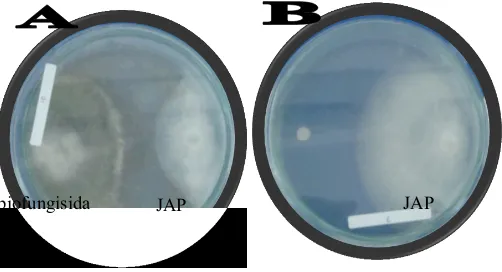 Gambar 1. Perlakuan  Figure    1.R. microporus + biofungisida (A) dan perlakuan kontrol (B) pada enam hari setelah inokulasi� R