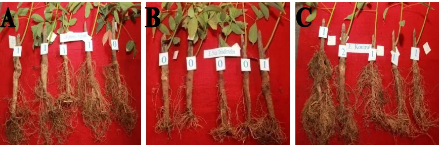 Gambar 2.�Figure 2. Keragaan pertumbuhan akar tanaman dalam polibeg pada berbagai perlakuan