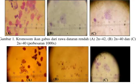 Gambar 2. Kromosom ikan gabus dari rawa dataran tinggi (A) 2n=40, (B) 2n=40, dan (C) 2n=40 (perbesaran 1000x)  