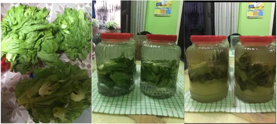 Gambar 2.  Sawi pahit (Brassica juncea) (A) ; Hasil akhir produk sauerkraut (B)  (Dokumen pribadi)