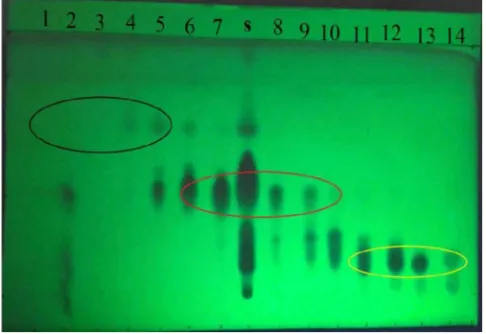 Gambar 1. KLT hasil fraksinasi dengan menggunakan kromatografi cair vakum