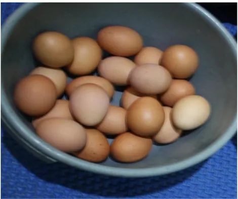 Gambar  27 : telur ayam eropa    