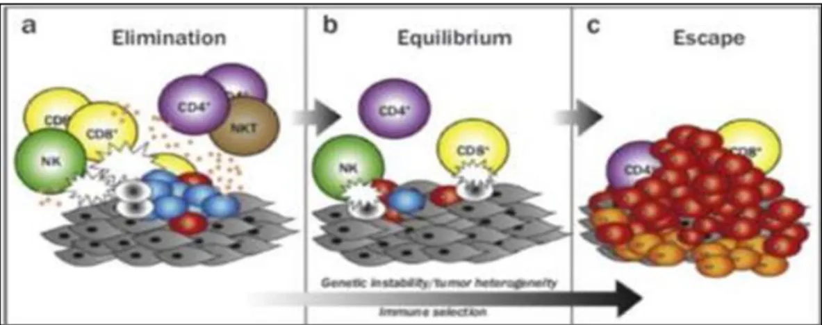 Gambar 2.  Proses cancer immunoediting 