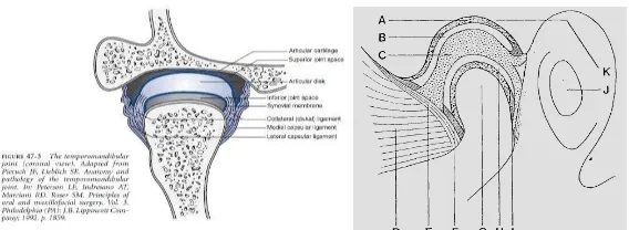 Gambar 1. Fibrokartilago (B) Cairan sinovial (C) Diskus artikularis (D) Fibrokartilago (G) Kondilus mandibula (H) Cairan sinovial (I) Synovial membrane (J) Meatus akustikus eksterna (K) Mandibular fossa  Anatomi sendi temporomandibula (kiri: pandangan sagi