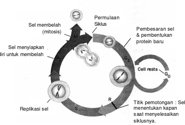 Gambar 4  Siklus sel (Becker 2000) 